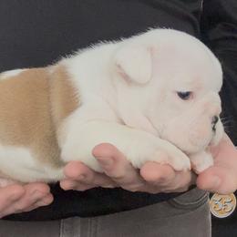 Boy 2 - Fawn brindle and white male Bulldog puppy in Fort Wayne, Indiana from Odyssey English Bulldogs