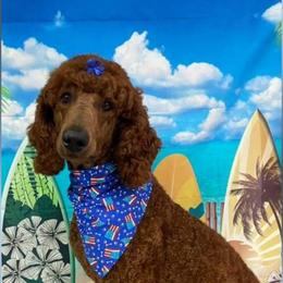 Goldendoodle and Poodle Puppies from K&K's Puppy Kingdom