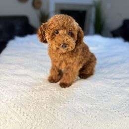 Beaux - Poodle