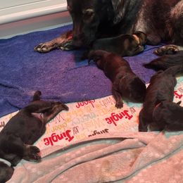 German Shepherd Puppies from Paws Of Germany