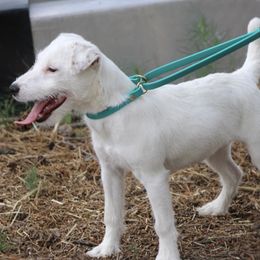 Paige - Jack Russell Terrier