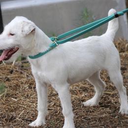 Paige - Jack Russell Terrier