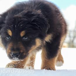 Prancer - Black tri-color male Australian Shepherd puppy in Azle, Texas from AW Standard Aussies