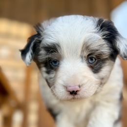 Blue - Blue merle male Toy Australian Shepherd puppy in Brashear, Texas from Double R farms