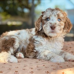 Aussiedoodle, Bordoodle, Goldendoodle, and Poodle Puppies from Calena’s Doodle Pups