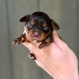 Darla - Chocolate female Cavapoo puppy in Nashville, Arkansas from Rocky Road Puppies