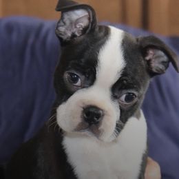 Boston Terriers from Mama’s AKC Boston Terriers