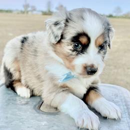 Light blue - Blue merle male Miniature Australian Shepherd puppy in 32046, Florida from River Hill Ranch