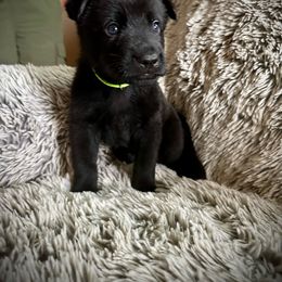 Lime Collar - Black German Shepherd puppy in Wellington, Colorado from Altvater German Shepherds