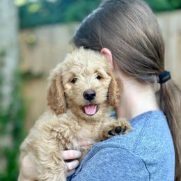 Chicago (Chi) - Cream female Goldendoodle puppy in Dayton, Ohio from Perks Court Doodles