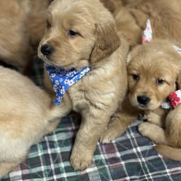 Teddy - Golden male Golden Retriever puppy in Payette, Idaho from Stonewick Retrievers
