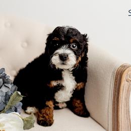 Sol - Tri-color male Bernedoodle puppy in Athens, Alabama from Brewing Doodles