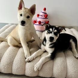 Siberian Husky puppies from Nyx’s Pack