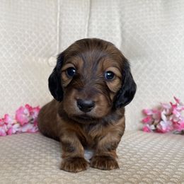 Dachshund Puppies from Hidden Haven Dachshunds