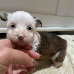 Fairy - Sable female Pembroke Welsh Corgi puppy in Decatur, Texas from Bar S Corgis