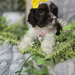 Tatum - Liver and white female Shih Tzu puppy in Hartville, Missouri from Petty Paws