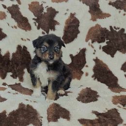 Vader - Black tri-color Australian Shepherd puppy in Amarillo, Texas from Luna’s Mini Aussies