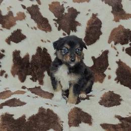 Vader - Black tri-color Australian Shepherd puppy in Amarillo, Texas from Luna’s Mini Aussies