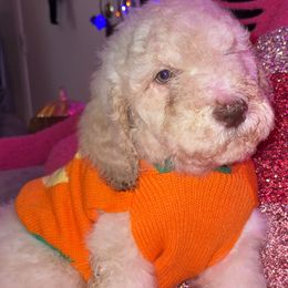 Golden Oreo - Cream male Goldendoodle puppy in El Paso, Texas from Zeusthemoosedoodles