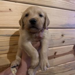 Patsy - Golden female Golden Retriever puppy in Hendersonville, North Carolina from Apple Country Retrievers