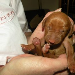 Vizsla Puppies from Krichen Vizslas