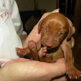 Vizsla Puppies from Krichen Vizslas