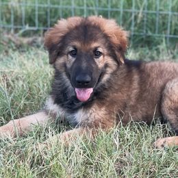 Red Sable Male - Sable German Shepherd puppy in Salisbury Ctr, New York from Harris German Shepherds