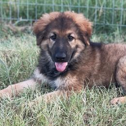 Red Sable Male - Sable German Shepherd puppy in Salisbury Ctr, New York from Harris German Shepherds