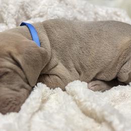 Boston Terriers and Great Danes from Splashed To Perfection Farms
