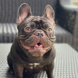 CASSIE - French Bulldog
