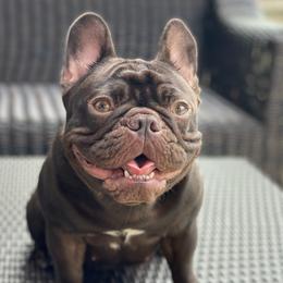 CASSIE - French Bulldog