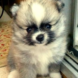 Pomeranian Puppies from Lilmonster Pomeranians