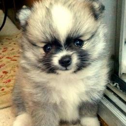 Pomeranian Puppies from Lilmonster Pomeranians