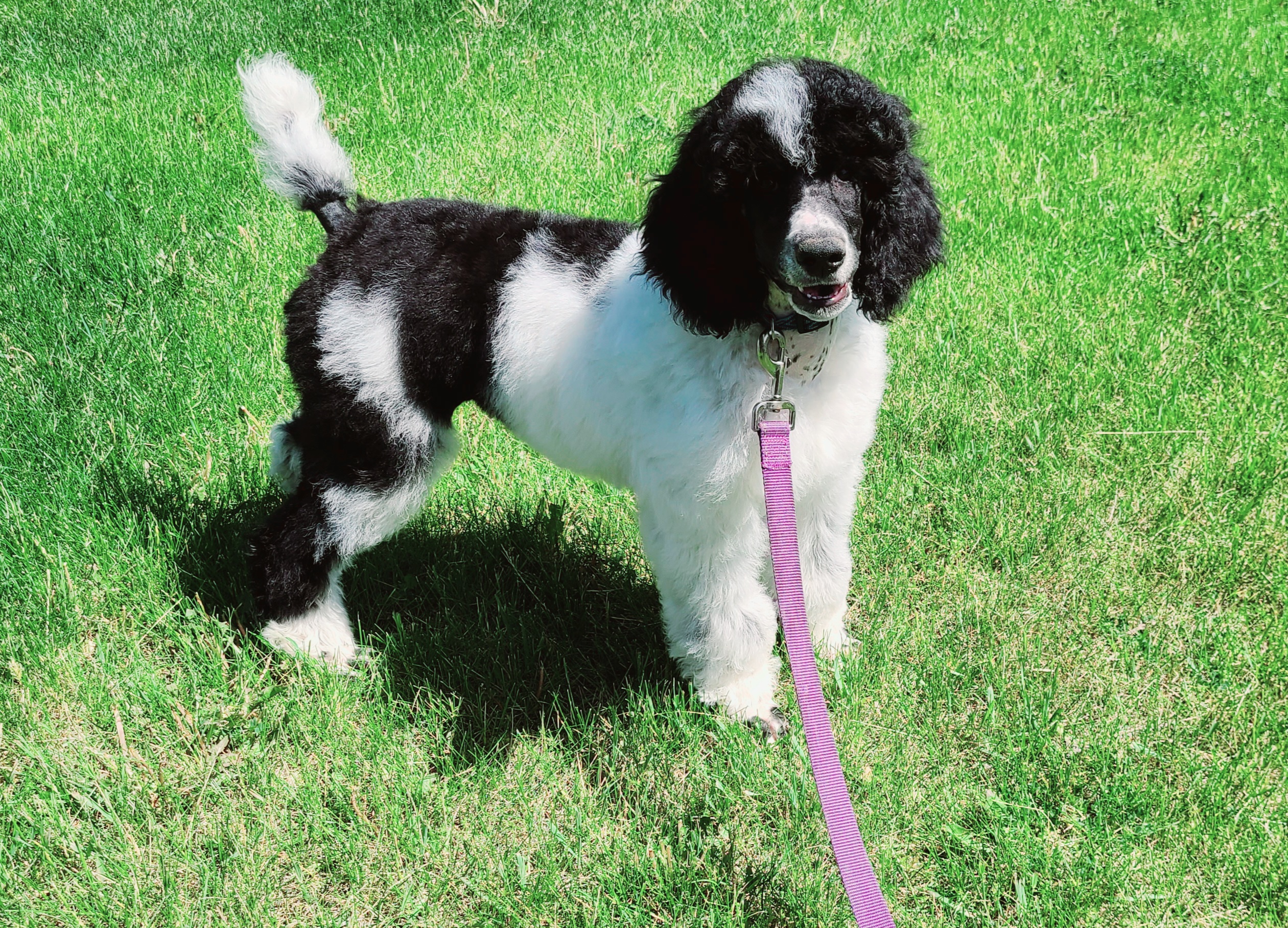 Pistol Annie - Parti Poodle puppy in Whitmore Lake, Michigan from Painted Poodles