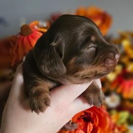 Sterling - Chocolate and tan male Dachshund puppy in Loganville, Georgia from Royal Dackel Haus