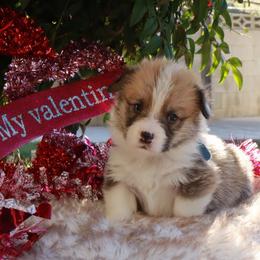 Boy 2 - Red male Pembroke Welsh Corgi puppy in Caliente, California from Rafter Cross 7