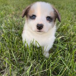 Johnny Mathis - Sable male Pembroke Welsh Corgi puppy in Heyworth, Illinois from Schumaker Corgis