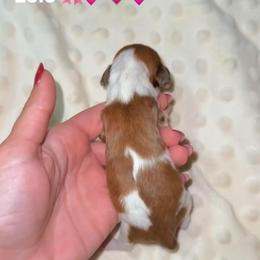 Lulu - Piebald female Dachshund puppy in Camdenton, Missouri from Camden Line Dachshunds