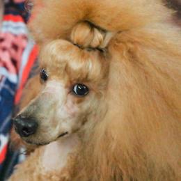Poodle puppies from Diane Hawkins