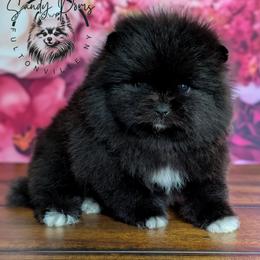 Shadow - Black male Pomeranian puppy in Fultonville, New York from Sandy Aussies & Pomeranians