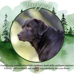 Trigger - Chocolate male Labrador Retriever puppy in Fair Oaks, California from Twisted Ranch Retrievers