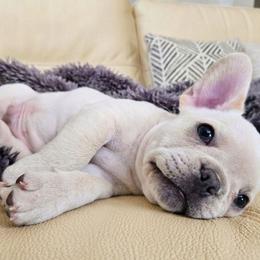 Mike - Cream male French Bulldog puppy in Windsor, Colorado from NOCO French Bulldogs