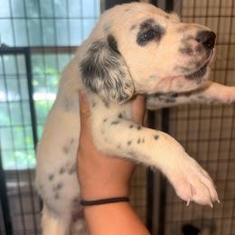 Brown collar male - White and black male Dalmatian puppy in Toledo, Ohio from Exquisite Dalmatians & Standard Poodles