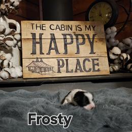 Frosty - White and tan male Maltese puppy in Terrell, Texas from PBJ Farms