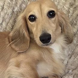 Franklyn - Cream male Dachshund puppy in Inverness, Florida from Royalworth Kennel
