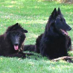 Belgian Sheepdog Puppies from Renee's Belgian Sheepdogs