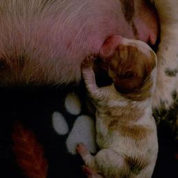 Girl 2 - Red and white female Basset Hound puppy in Princeton, Minnesota from Blissful Basset Hounds