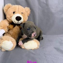 Blue Collar Female - Blue female American Pit Bull Terrier puppy in Pensacola, Florida from Alpha Alliance Kennels