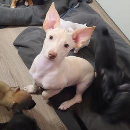 Cameron - Cream and white male Chihuahua puppy in Mesa, Arizona from Sun Valley Chihuahuas & Malinois