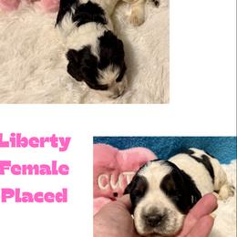 Liberty - Black white and tan female English Springer Spaniel puppy in Madison, Indiana from McCollough's Pawsome Spaniels and Danny's Delightful Dachshunds